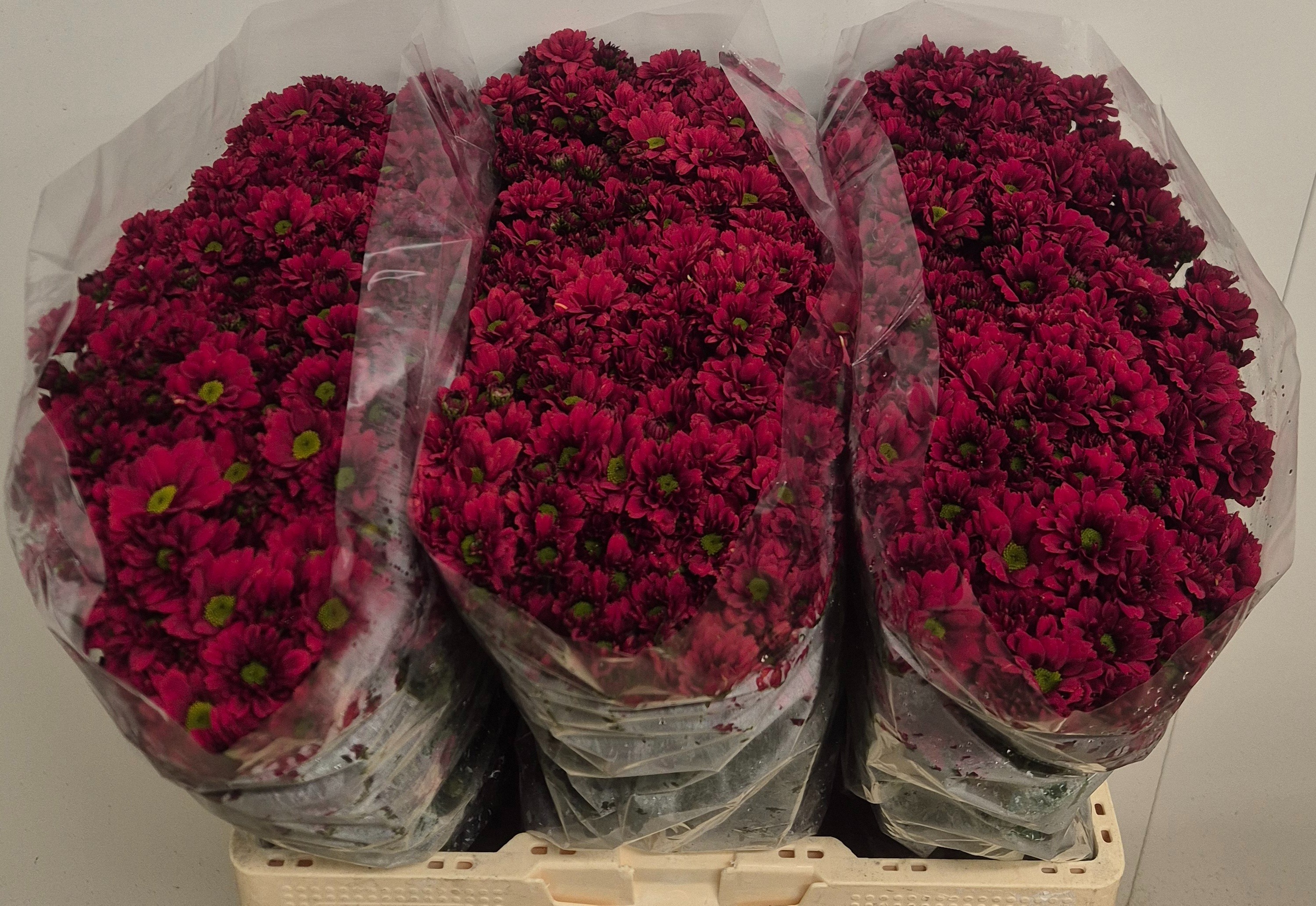 Chrysanthemum Santini Melissa Red