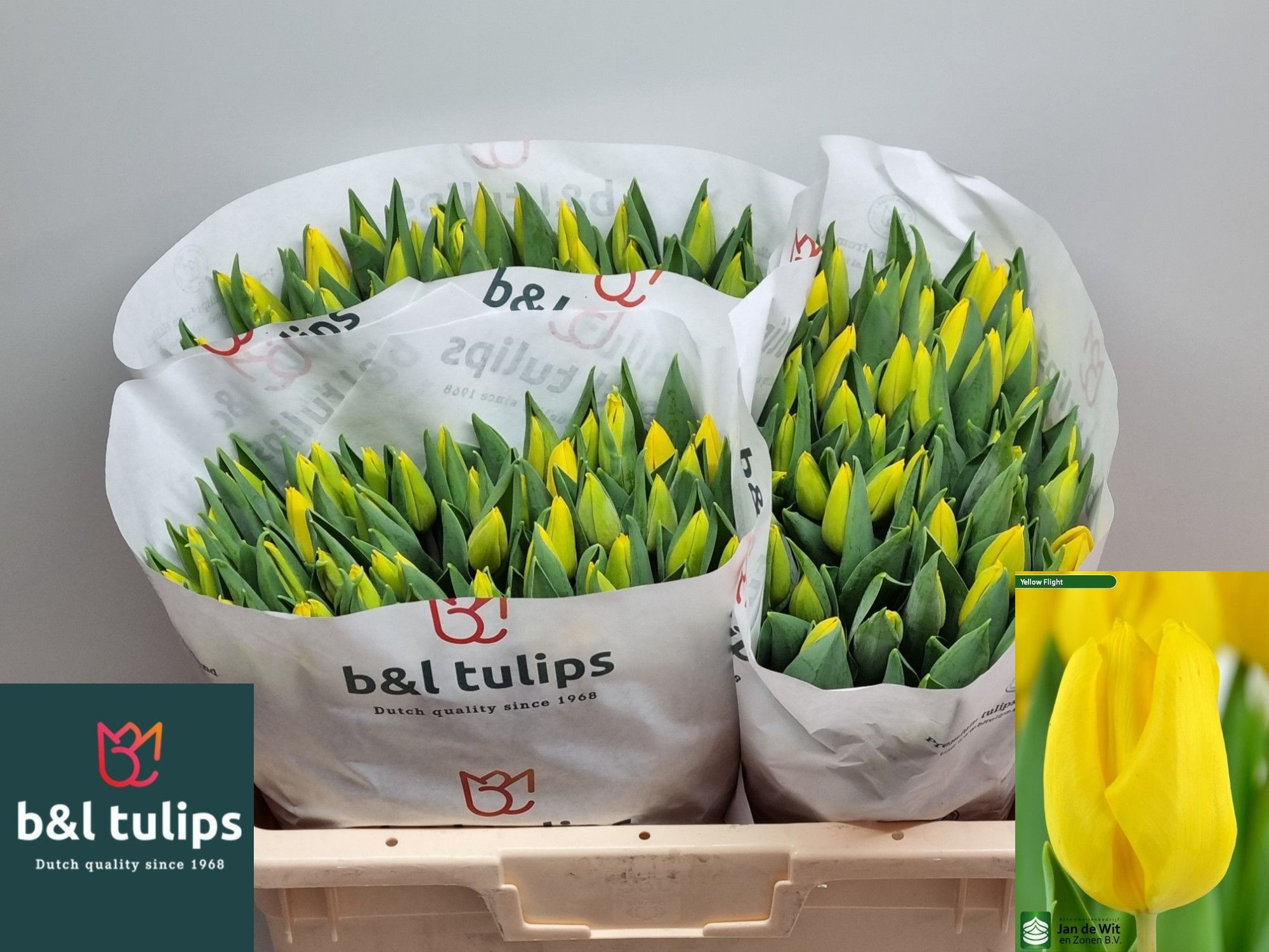 Tulipa Yellow Flight 38cm 38gram