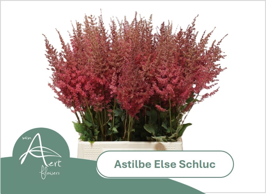 Astil Ar Else Schluc