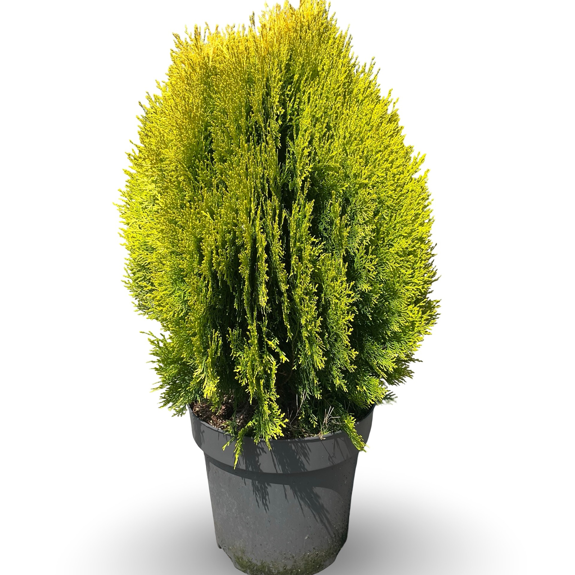 Platycladus orientalis 'Aurea Nana'