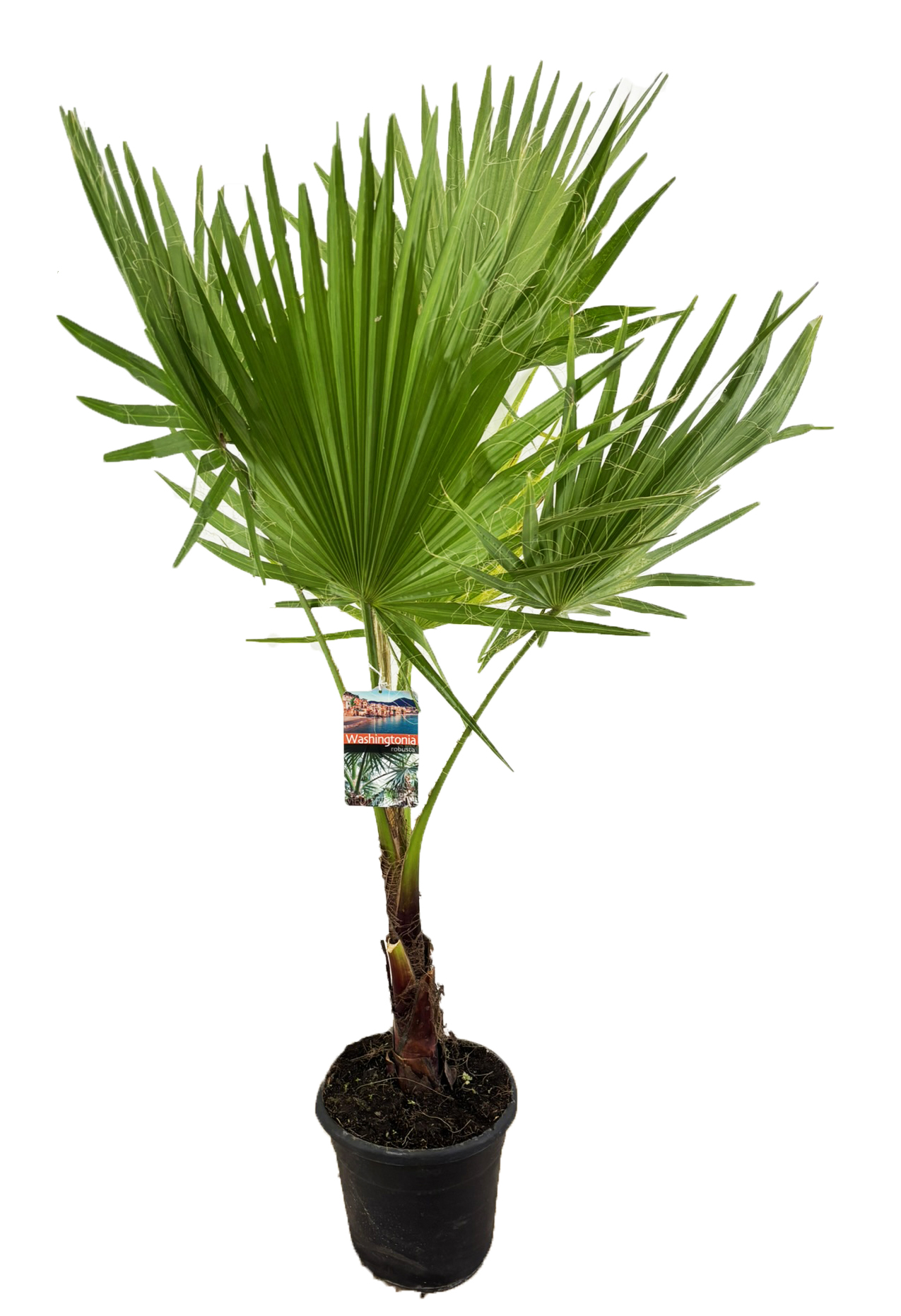 Picture of Washingtonia robusta P27 (7.5 Ltr) (LOOSE)