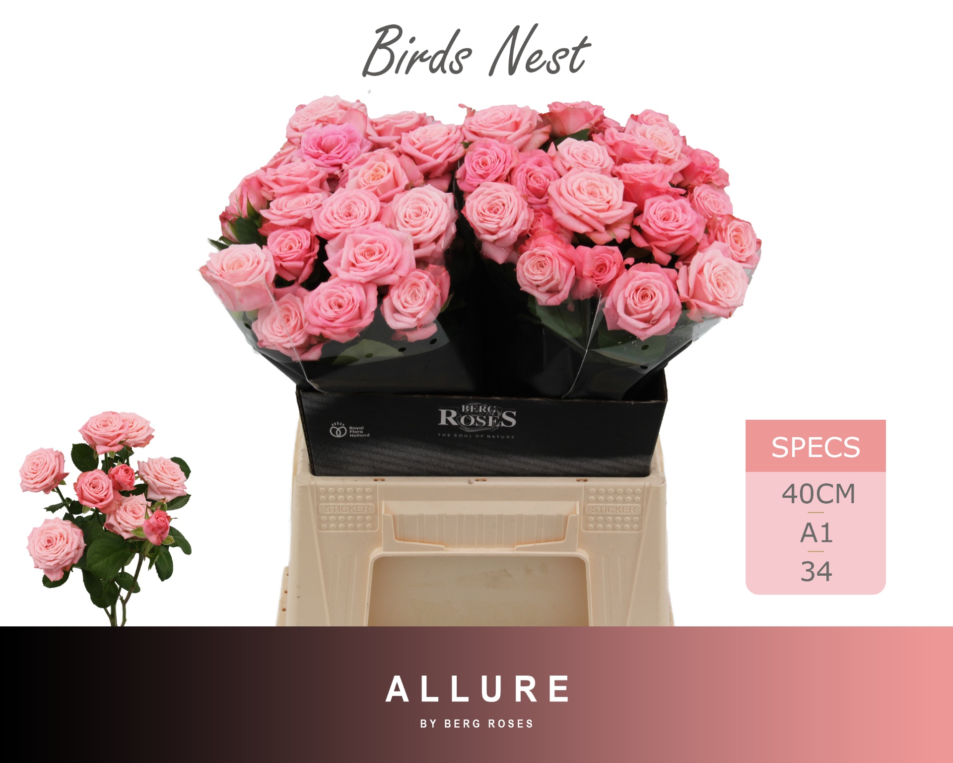 Rosa Spr Birds Nest+ 40cm