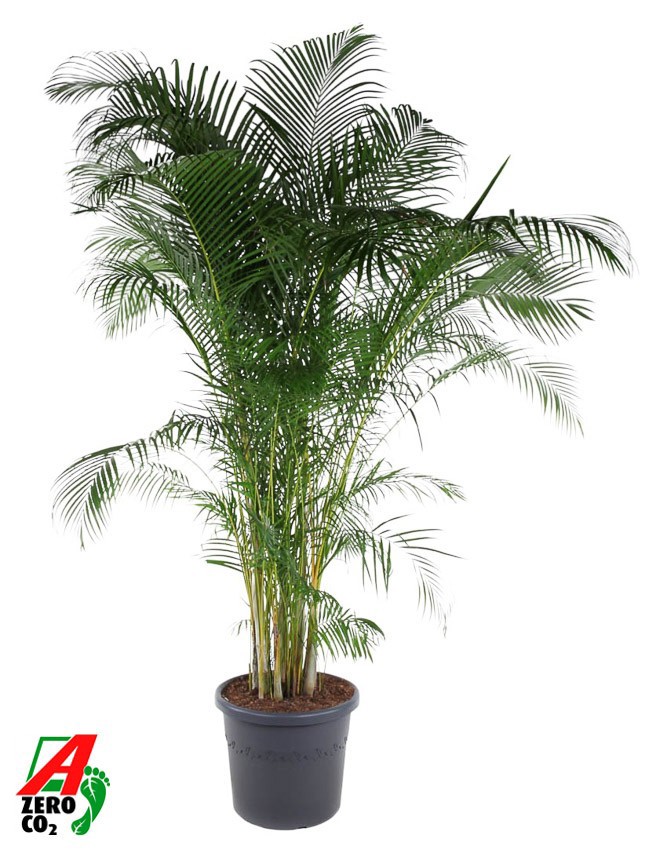 Dypsis Lutescens areca