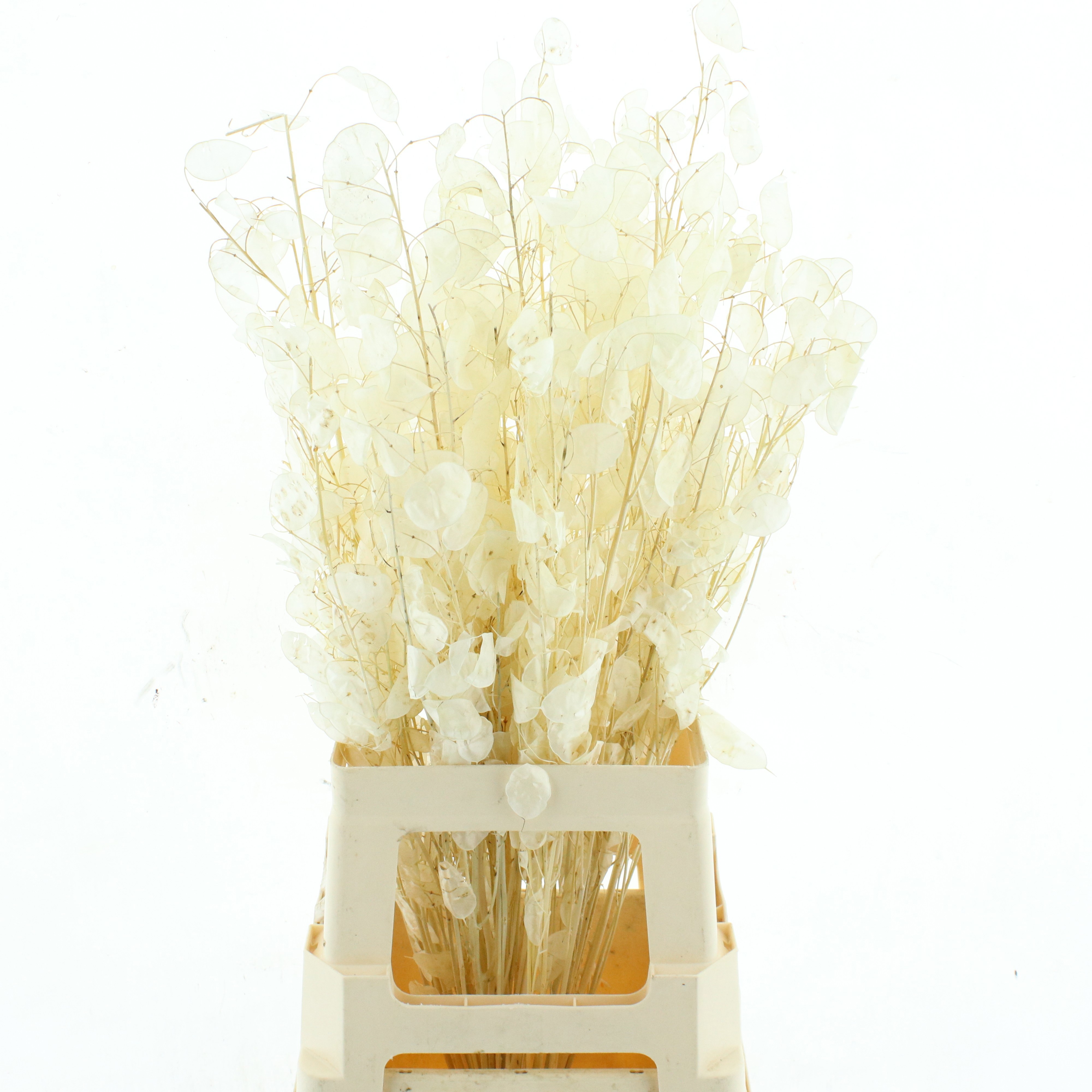 Snijbloemen Klb H%
