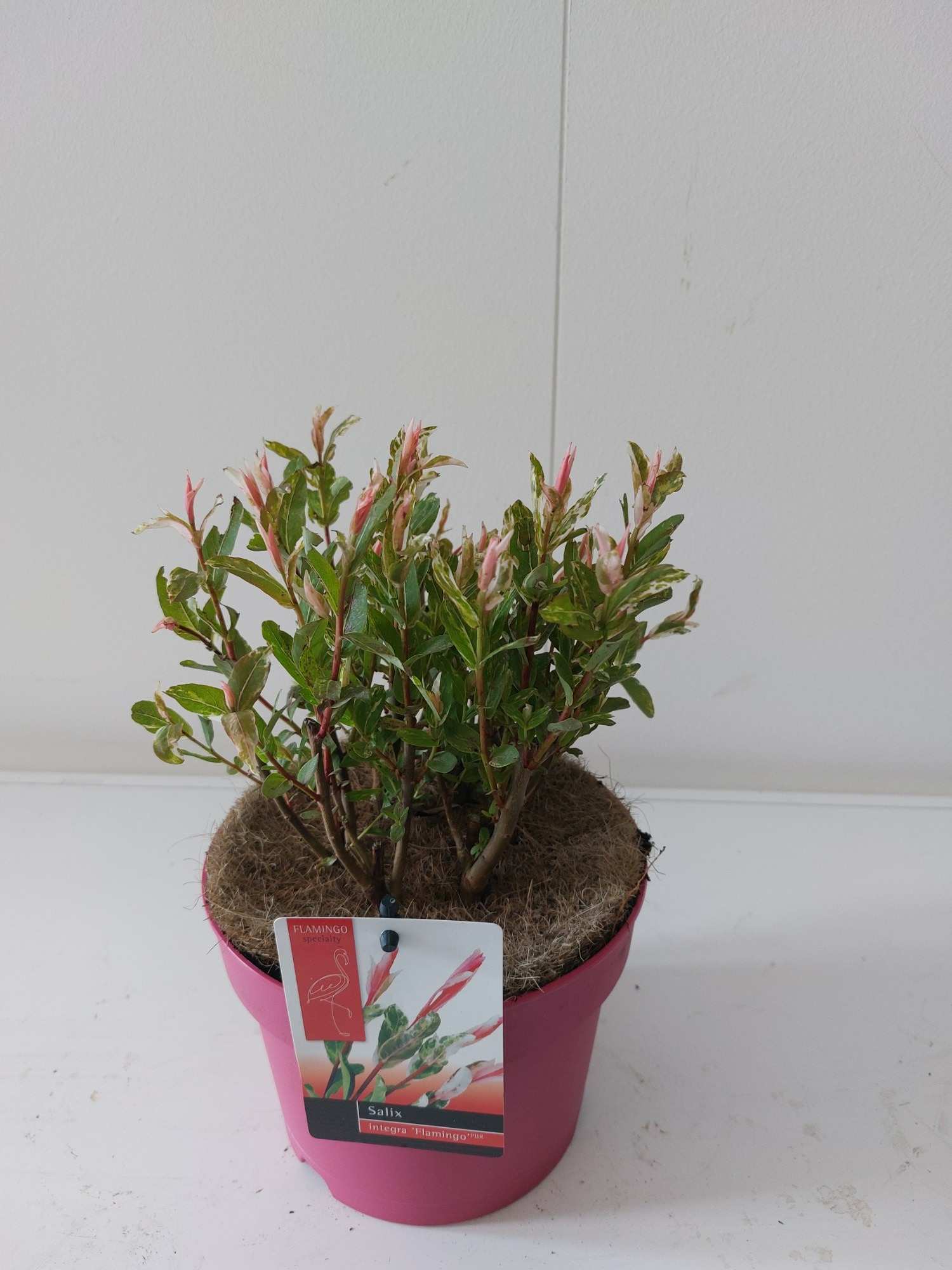 Picture of Salix Flamingo bush p17 Pink pot