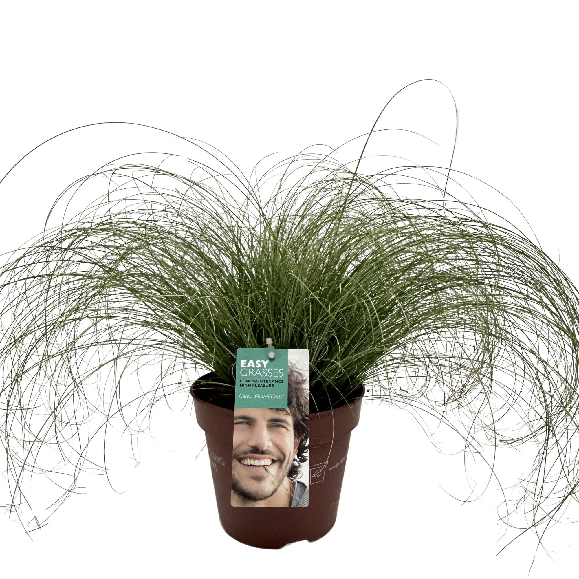 Picture of Carex comans Frosted Curls