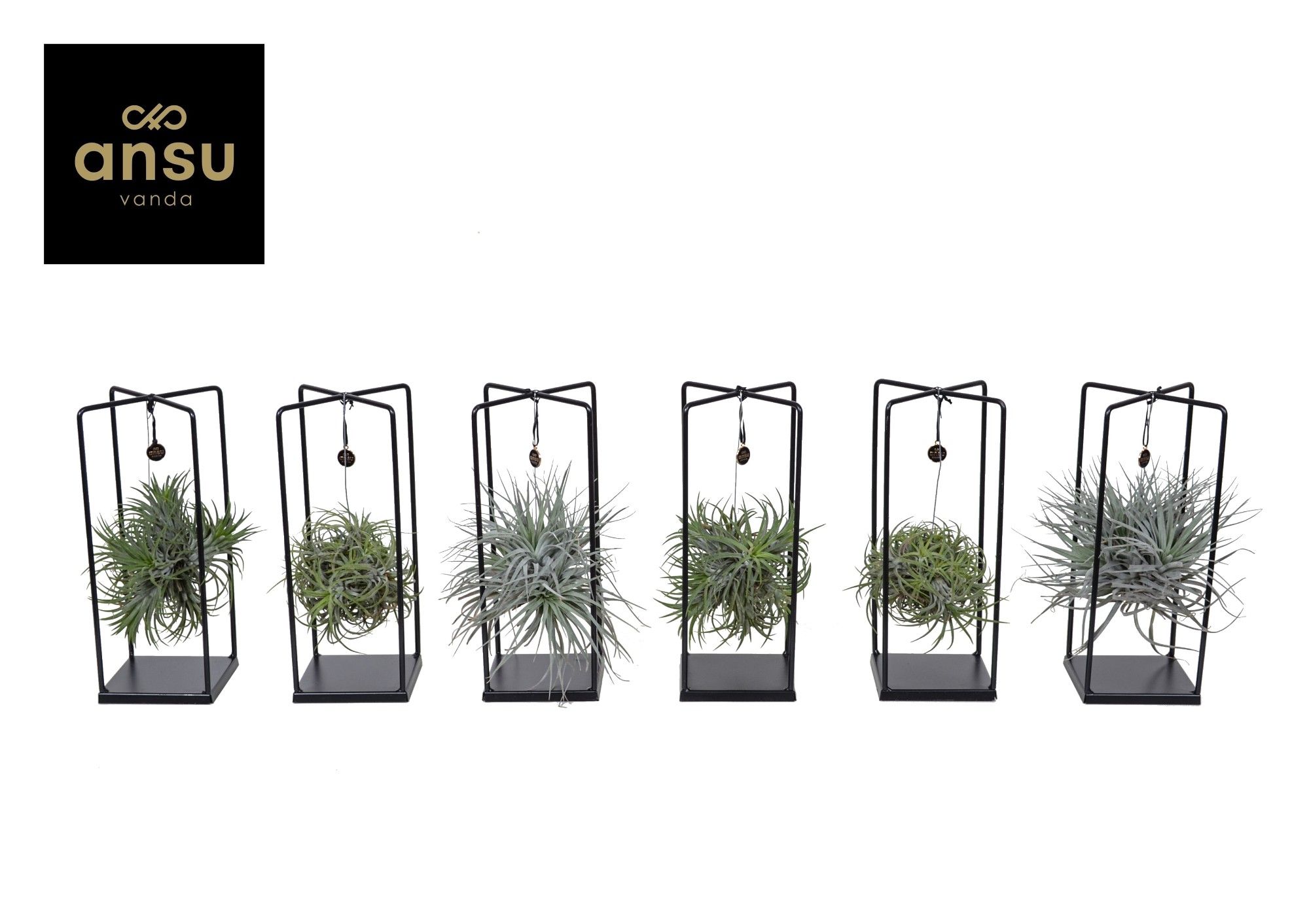 Tillandsia Cube Mix (medium)