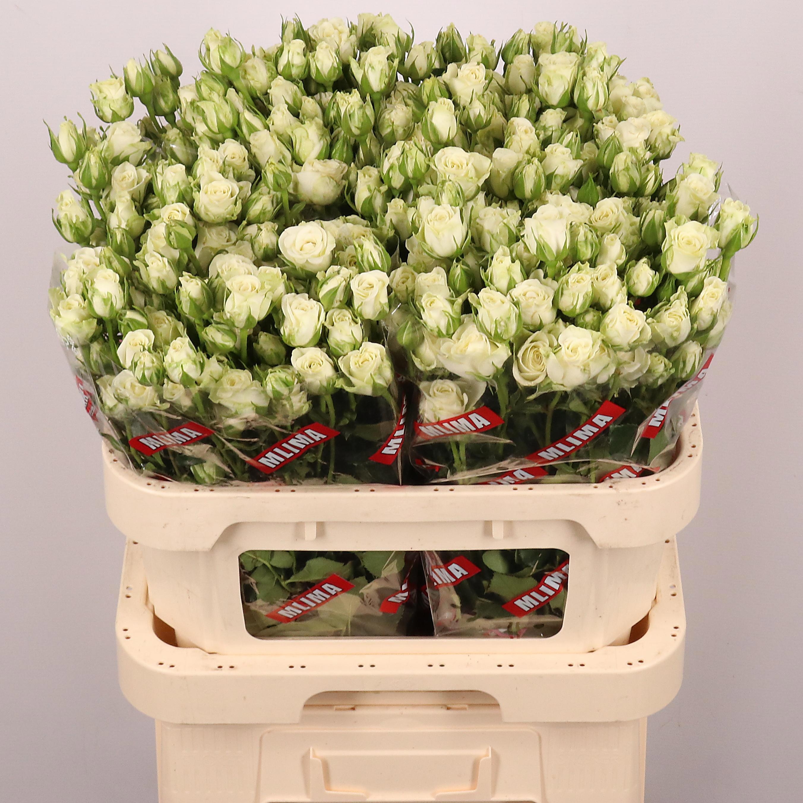Rosa Spr Snowflake 80cm
