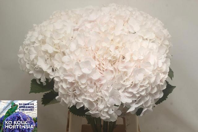 Hydrangea Sweet Verena 70cm 22Ø