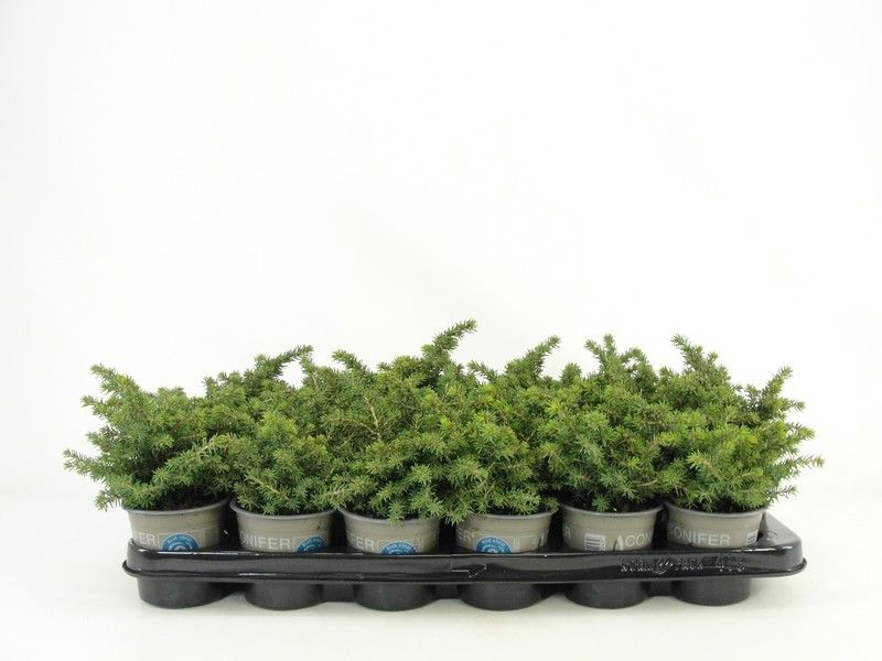 Picea abies 'Little Gem'
