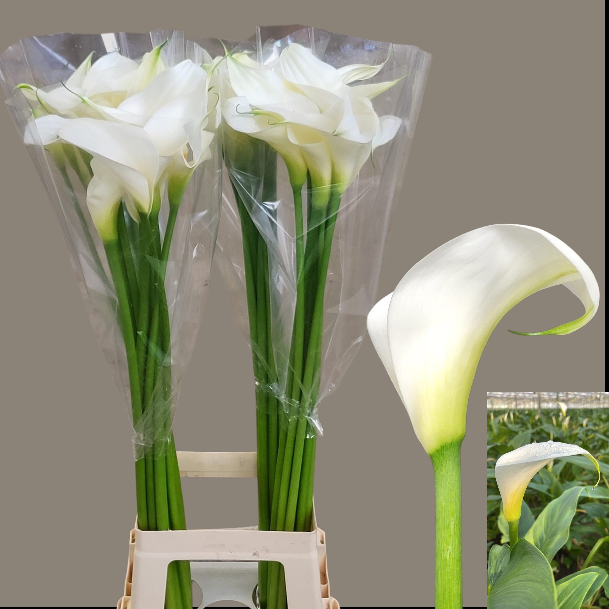 Calla Innocence 80cm