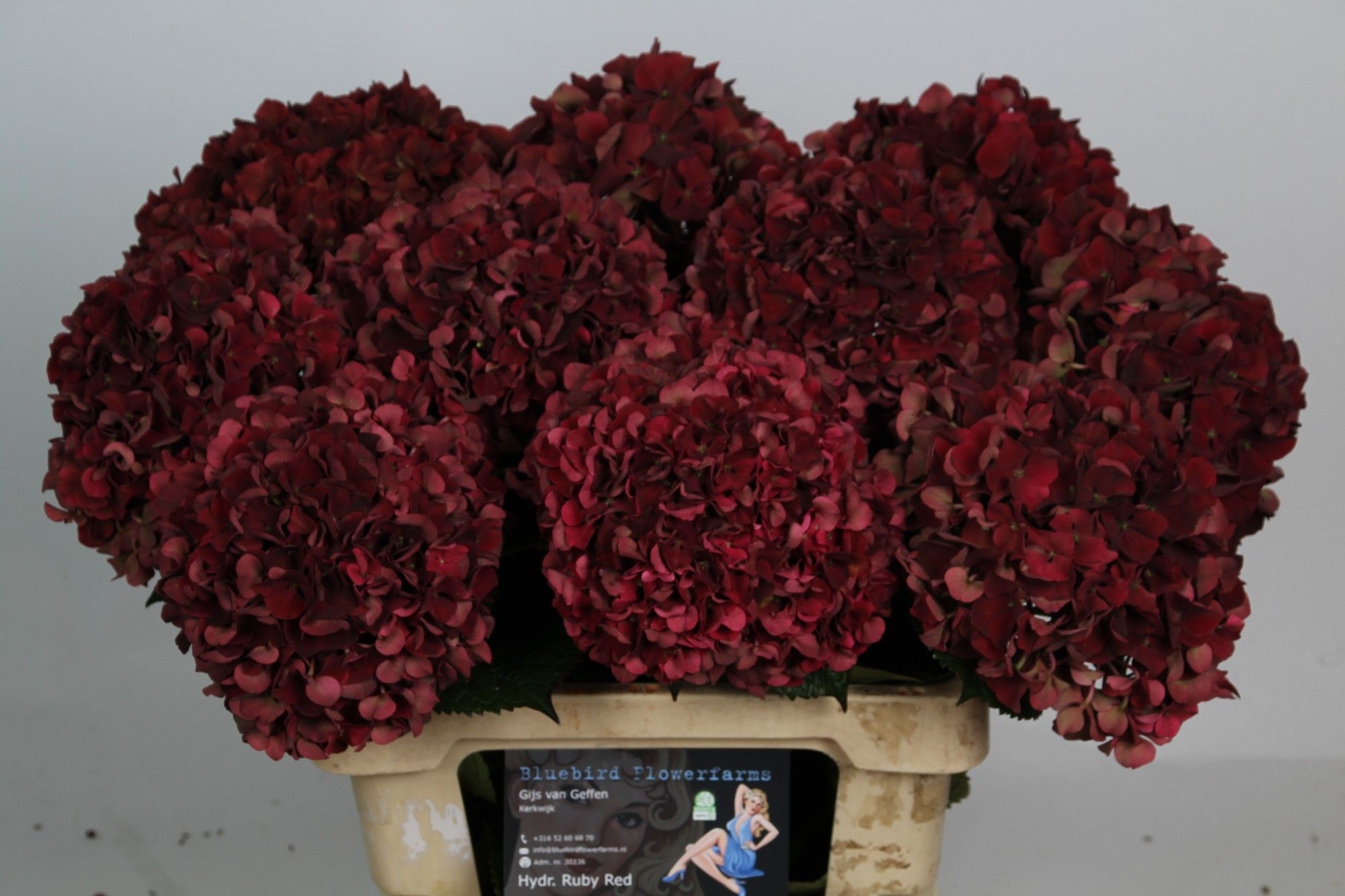 Hydrangea Ruby Red Classic 60cm 15Ø
