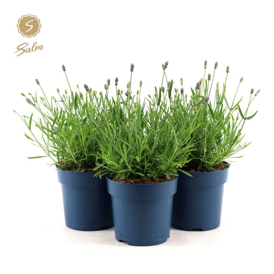 Picture of Lavandula ang. 'Felice'® Collection P15