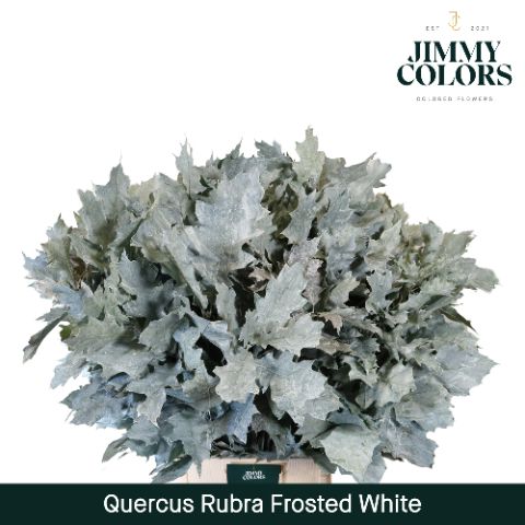 Quercus Rubra L80 Frost White