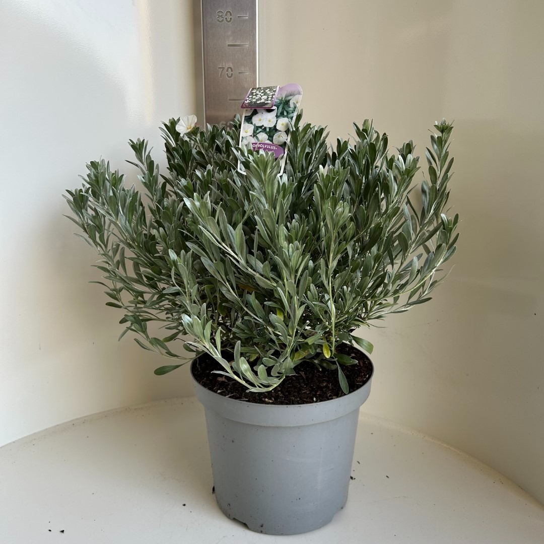 Picture of Convolvulus cneorum P29 (10 Ltr) (LOOSE)