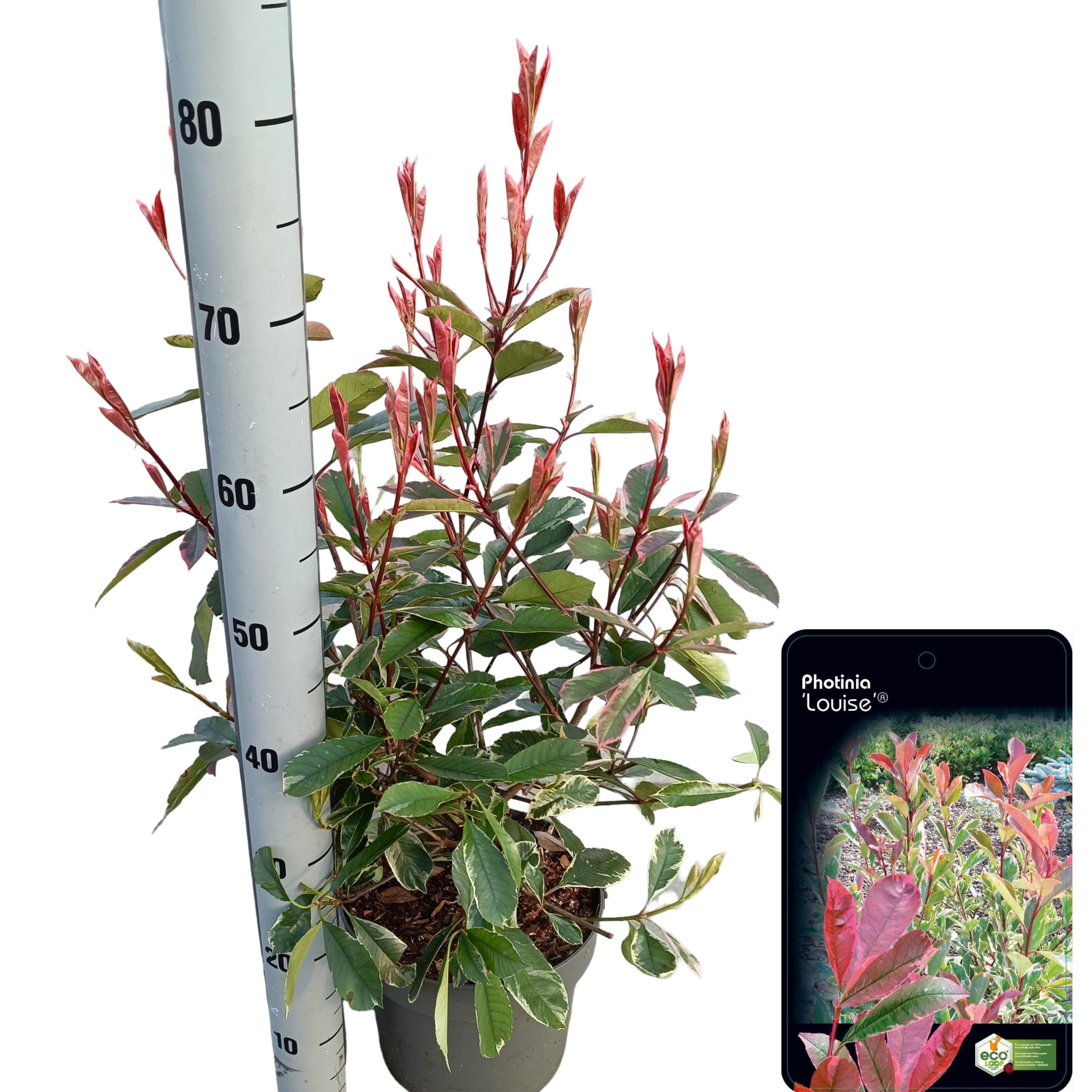 Picture of Photinia fraseri 'Louise'® C5