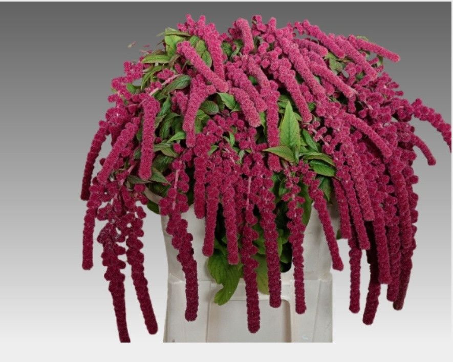 Amaranthus Hang Rosary 70cm