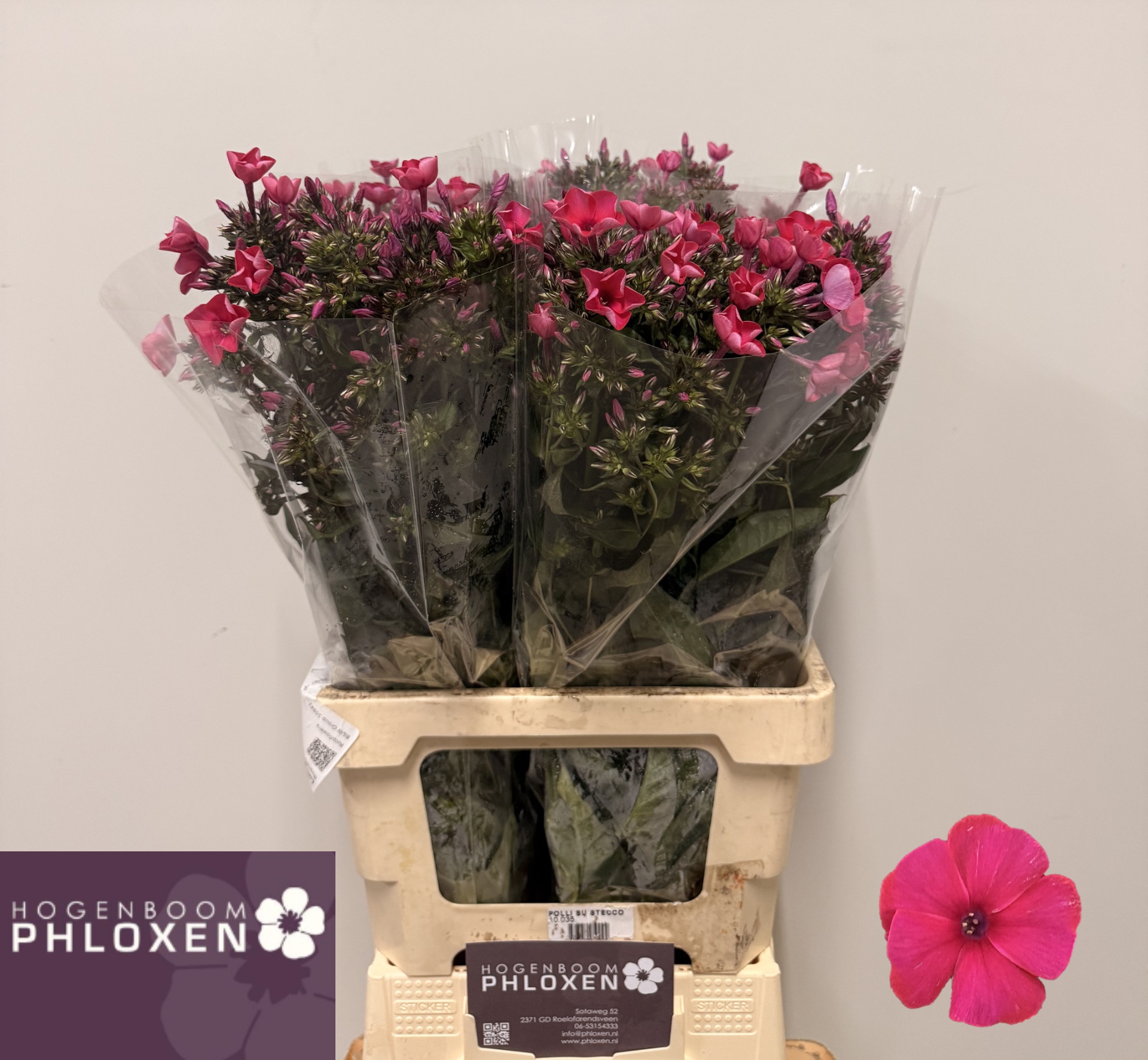 Phlox Tracy 60cm