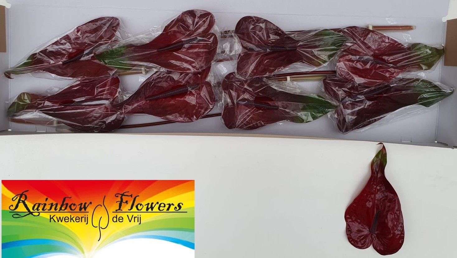 Anthurium Nero 18Ø
