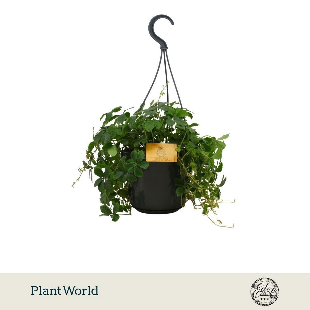 Parthenocissus Striata