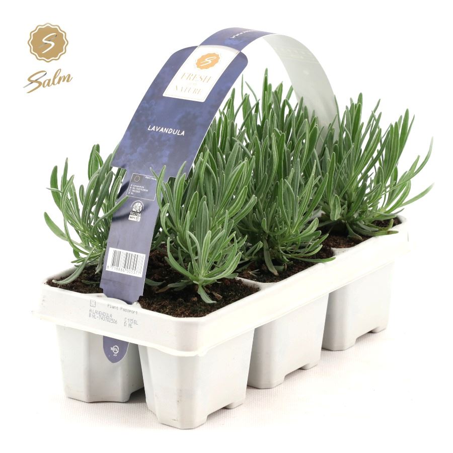 Picture of Lavandula 6-Pack