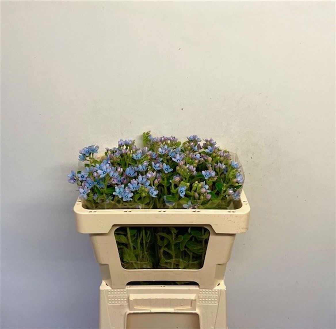 Oxypetal Tan Pur Blu