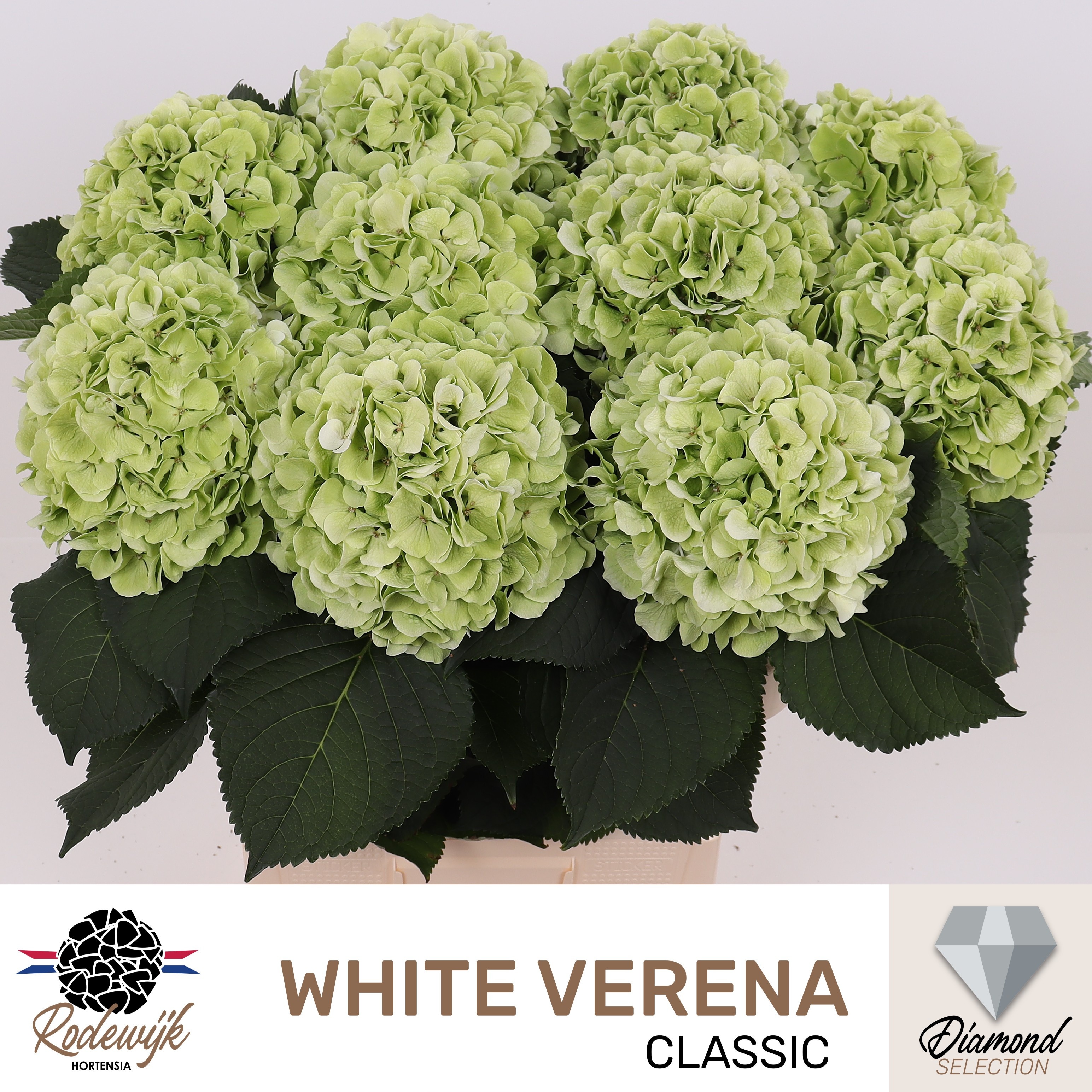 Hydrangea Verena Classic Red Green 80cm 22Ø