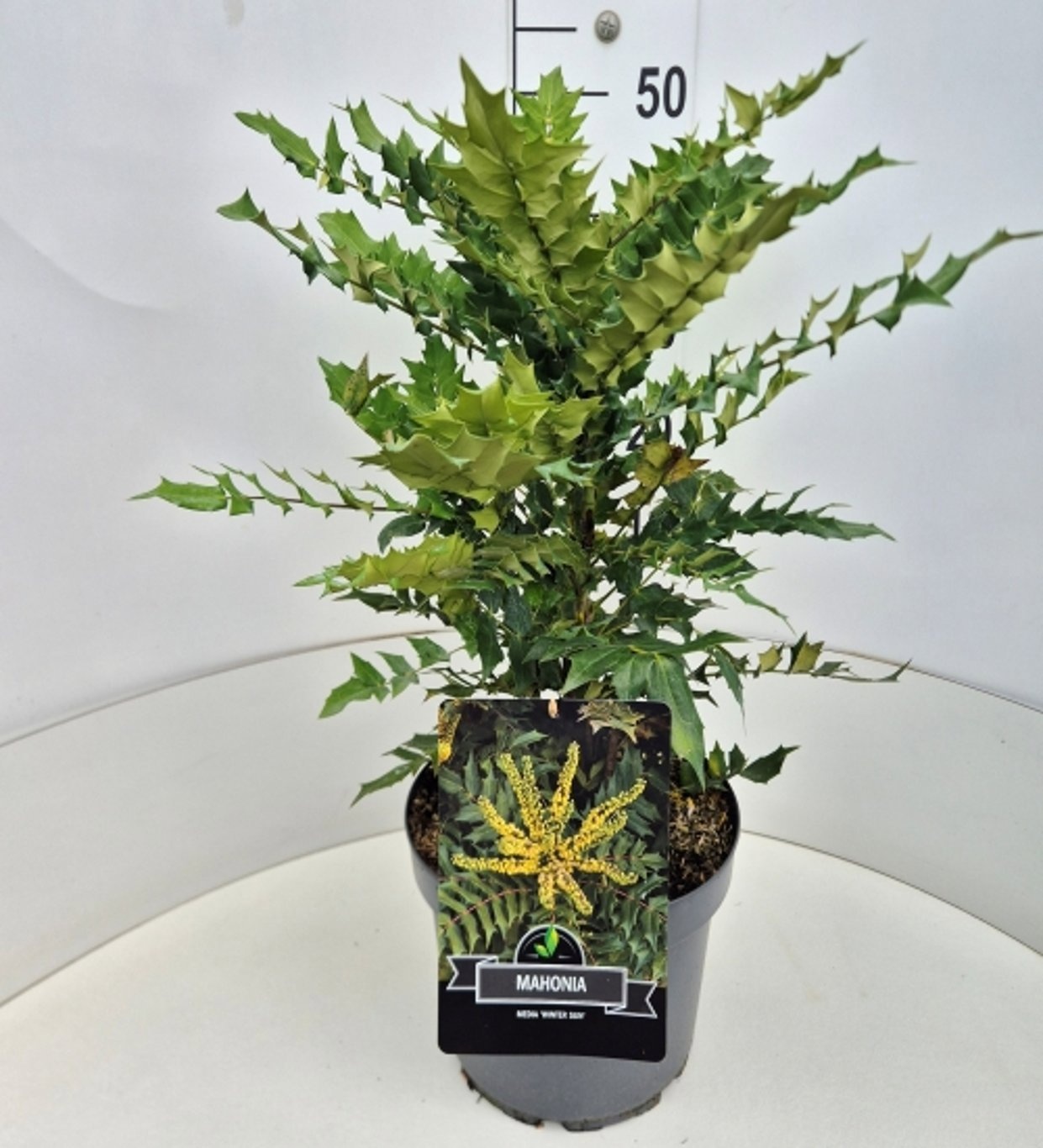 Mahonia media 'Winter Sun'