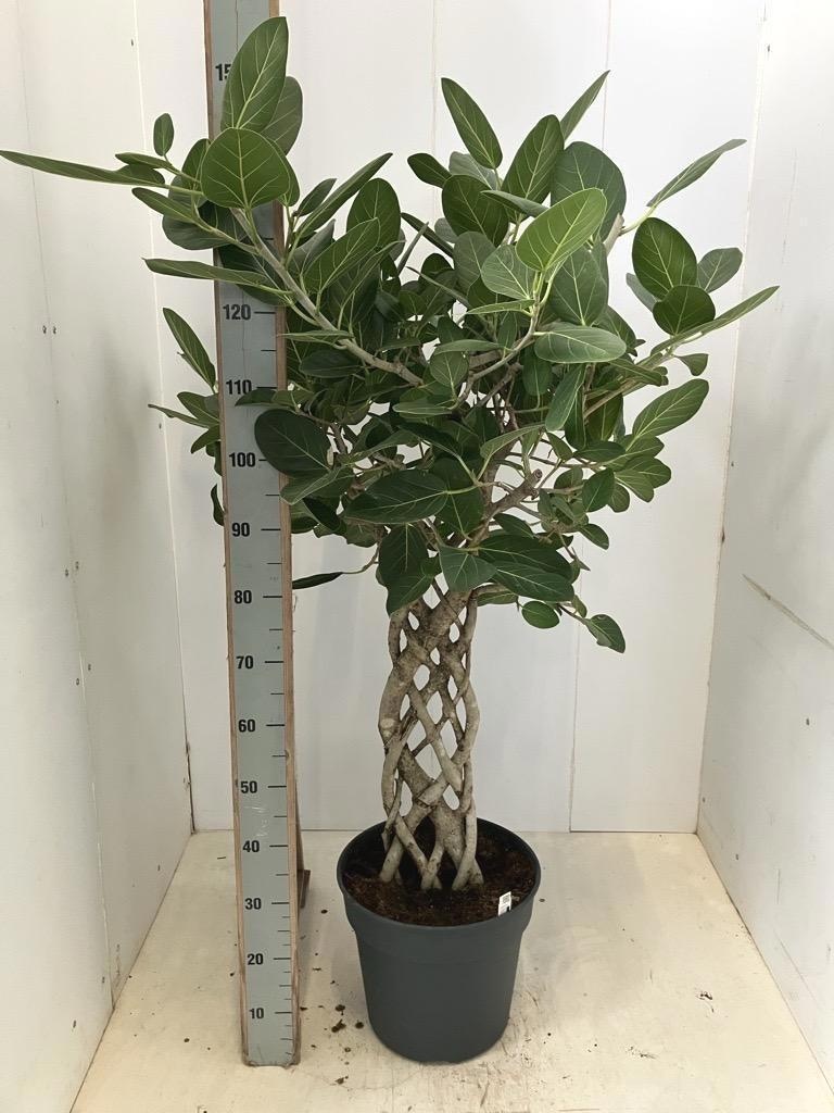 Fic Ov Benghal Audre 34Ø 150cm