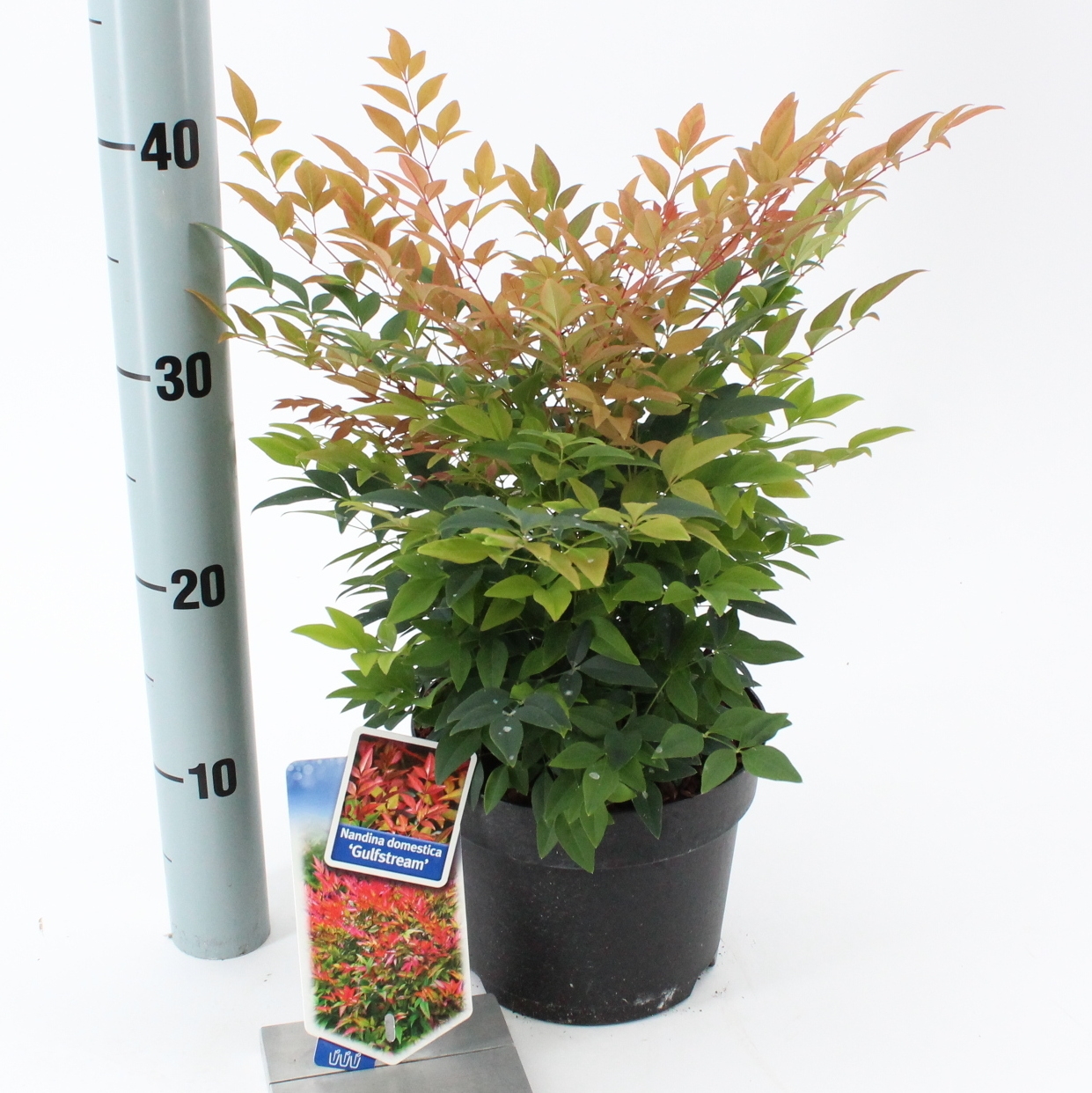 Picture of Nandina domestica Gulfstream P17 (2 Ltr)