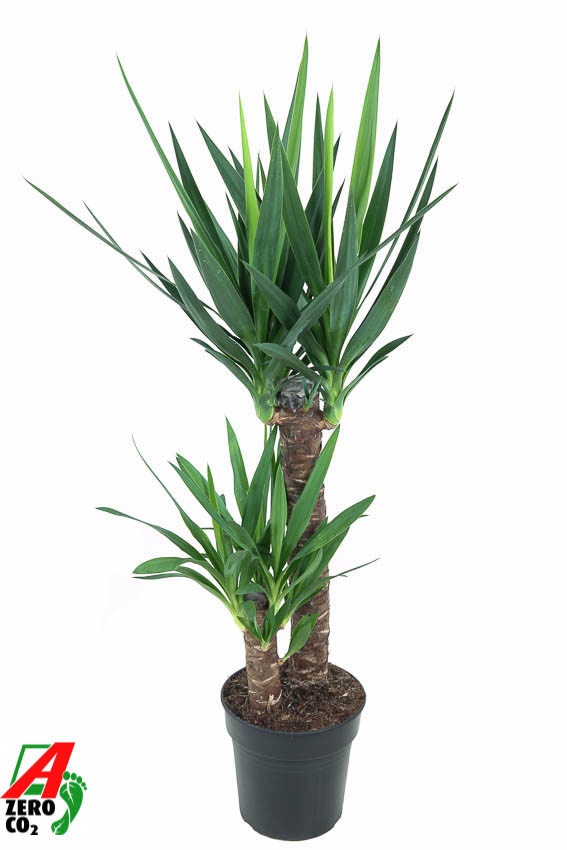 Yucca Yucca