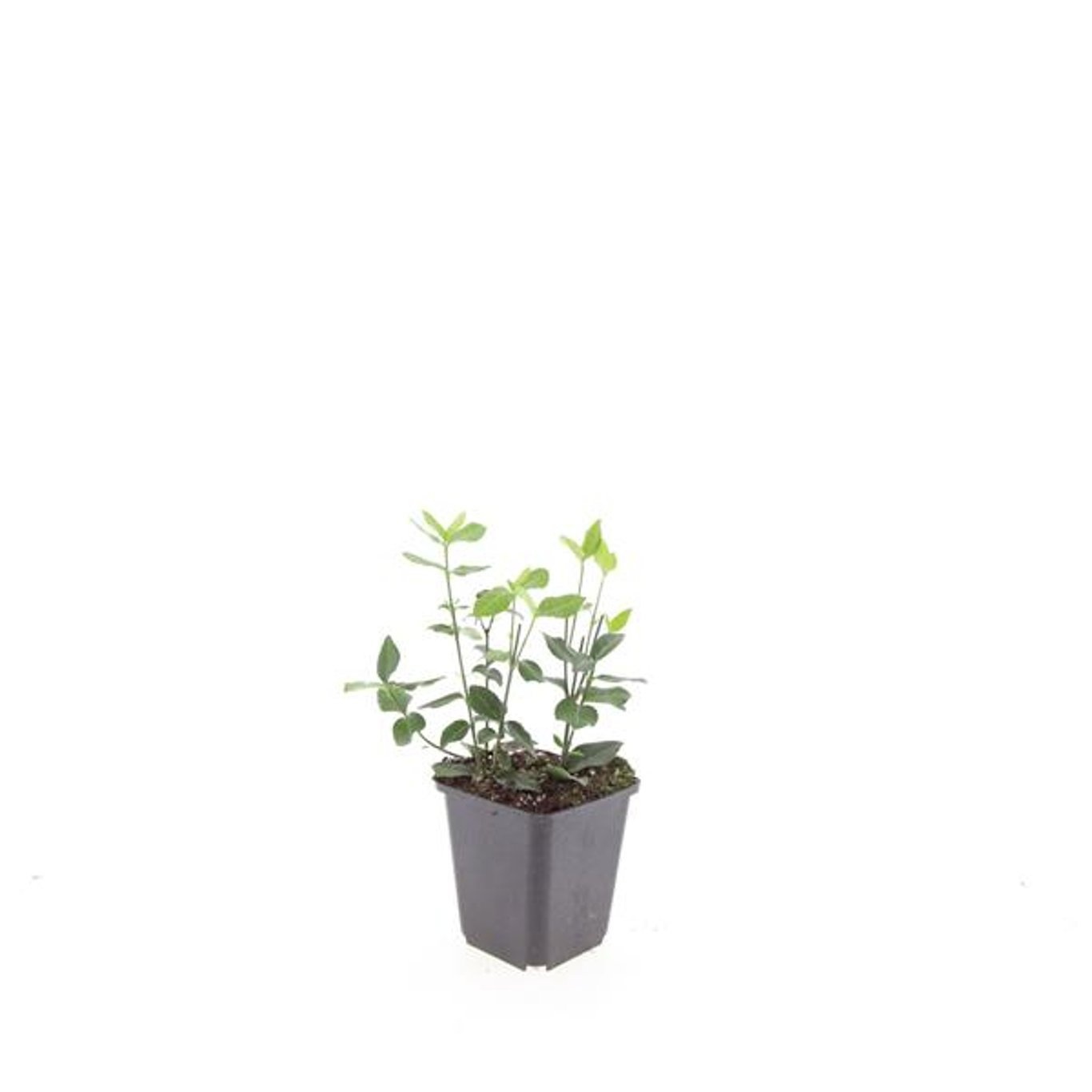 Euonymus fortunei 'Coloratus'