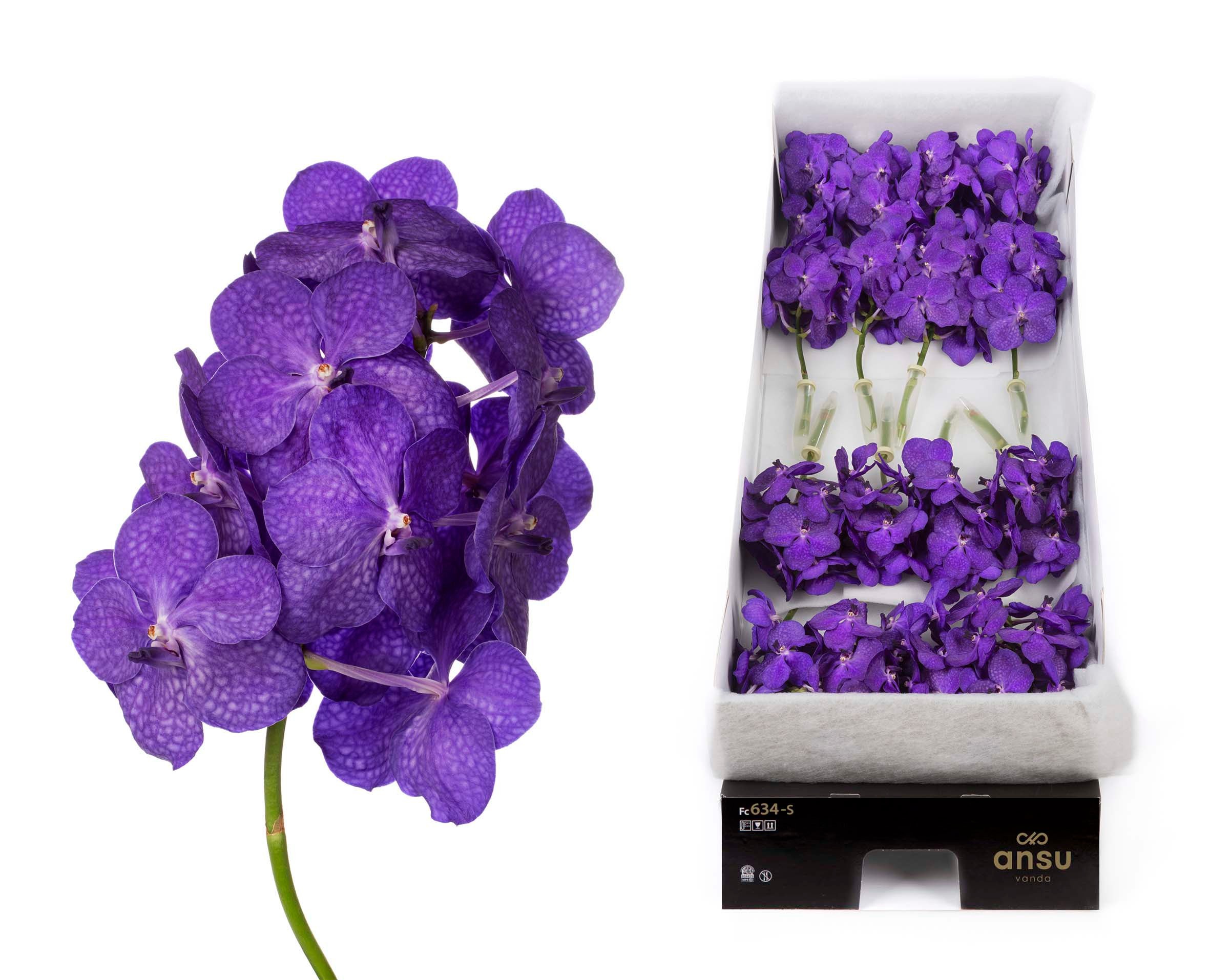 Vanda Tayanee Blue