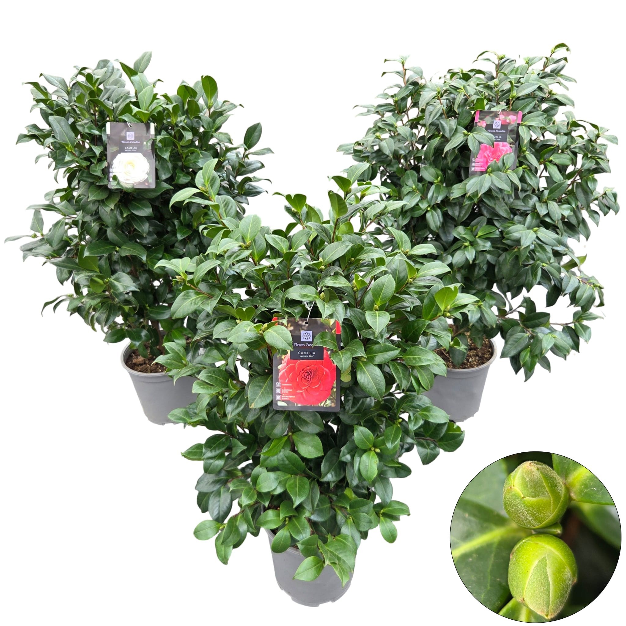 Camellia jap. 'Mix'