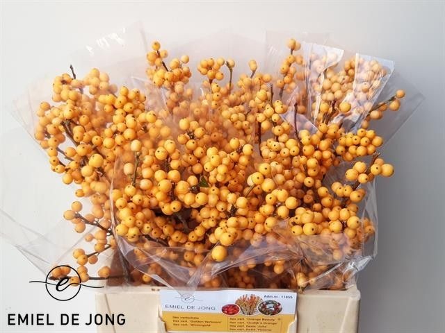 Ilex Golden Verboom 40cm