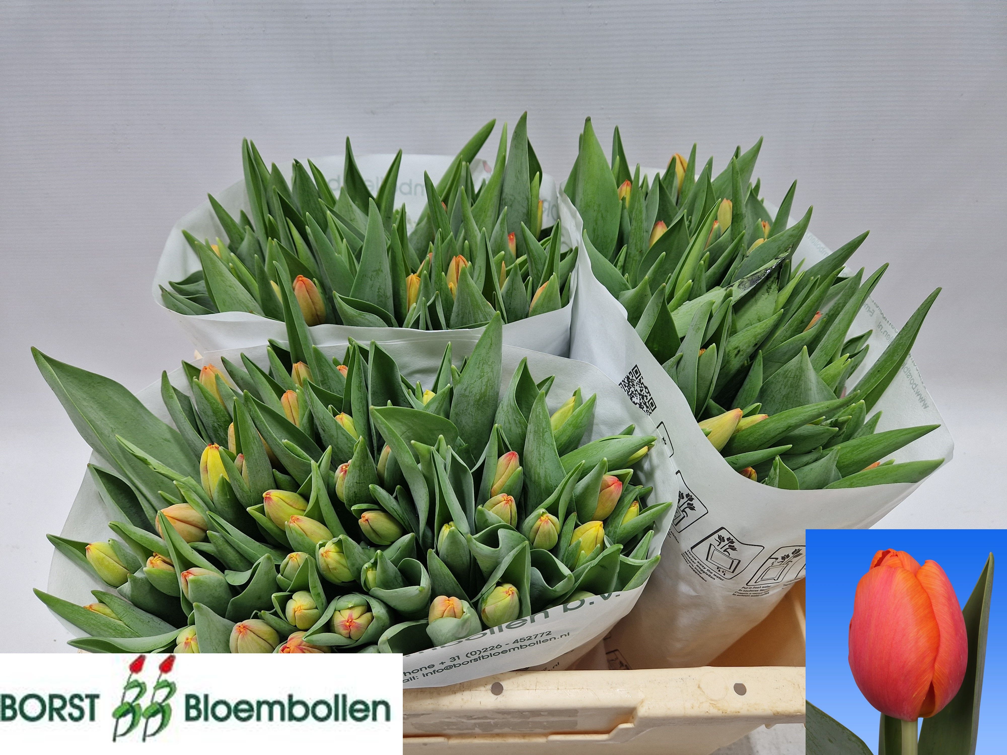 Tulipa Time Out 36cm 38gram