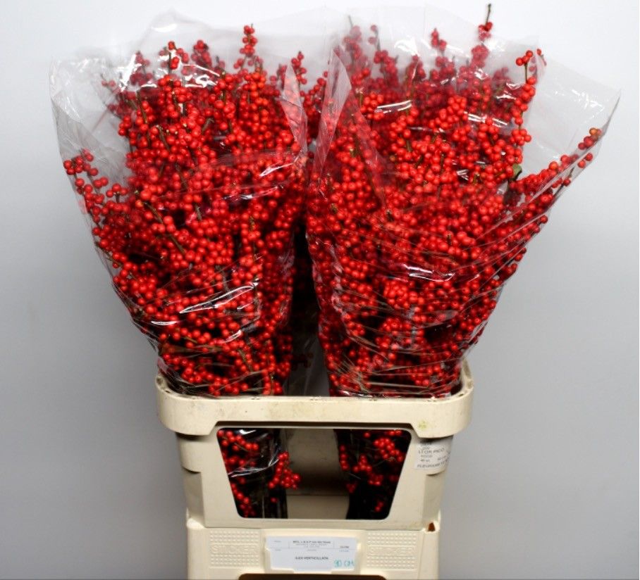 Ilex Verticlilata 90cm