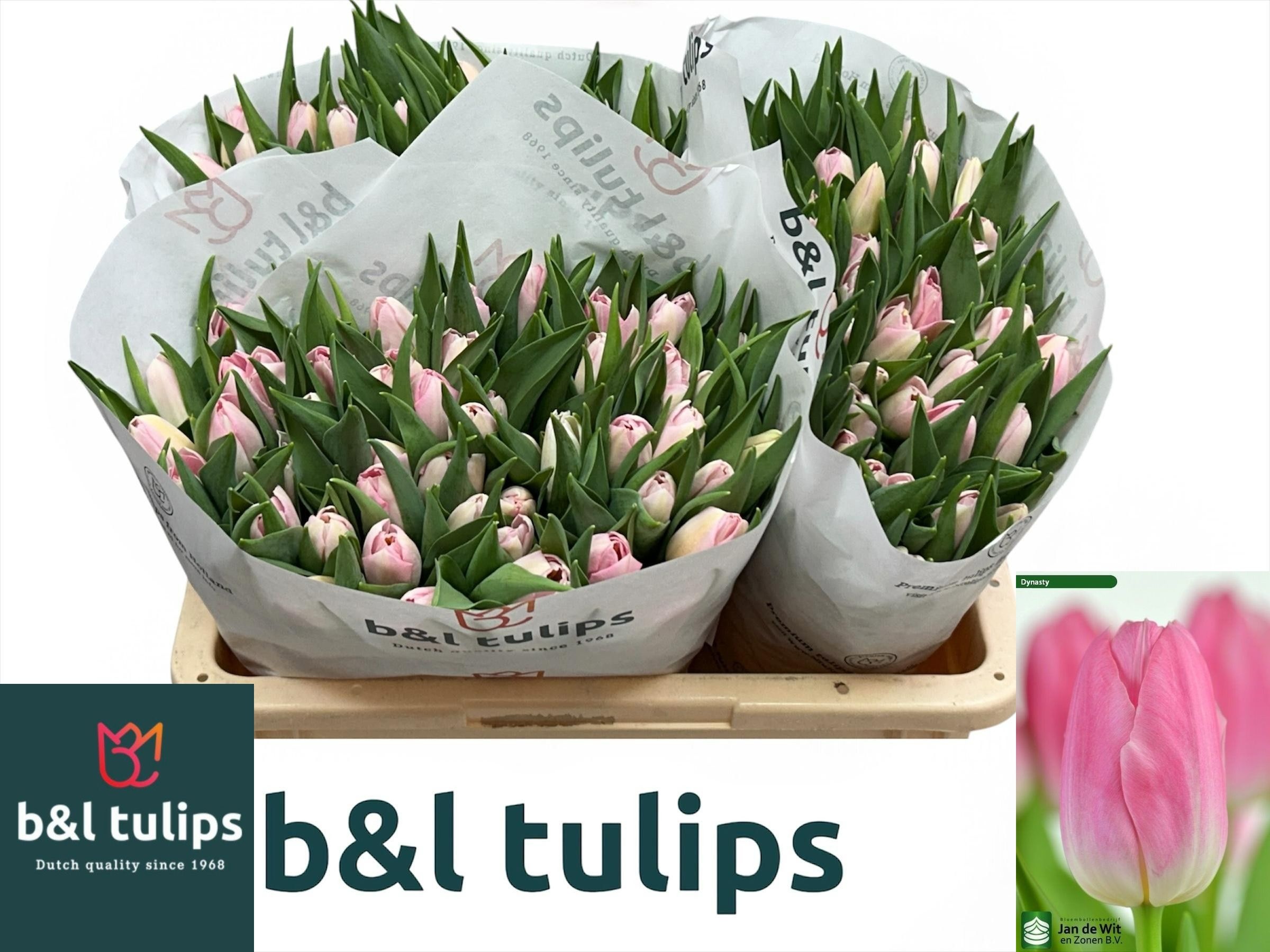 Tulipa Dynasty 38cm 40gram