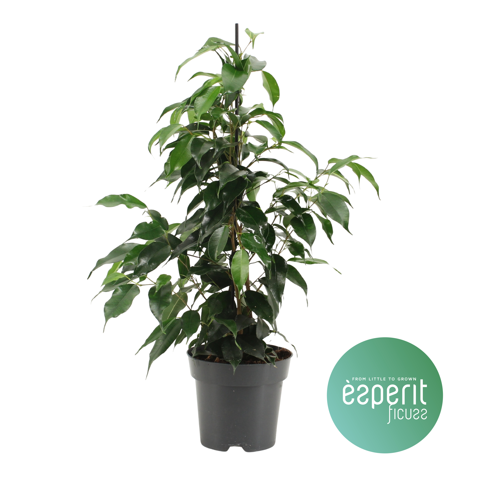 Picture of Ficus benjamina Danielle P14 55CM