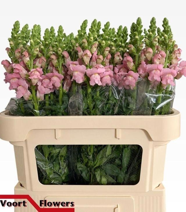 Antirrhinum Avignon Pink 70cm