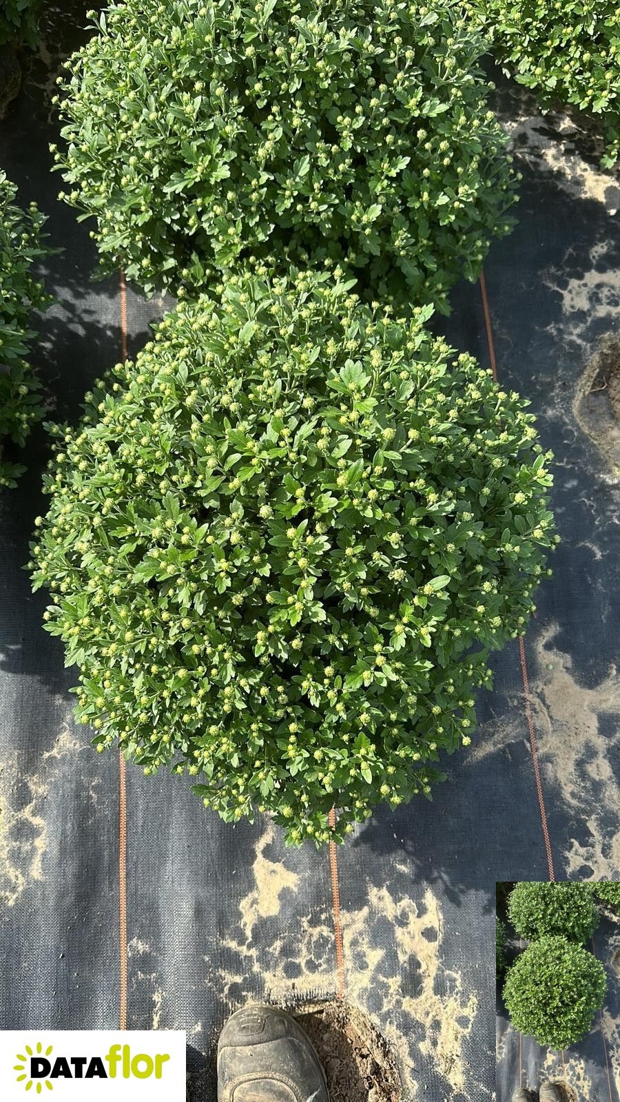 Chr Gr Bijz Vorm 27Ø 45cm