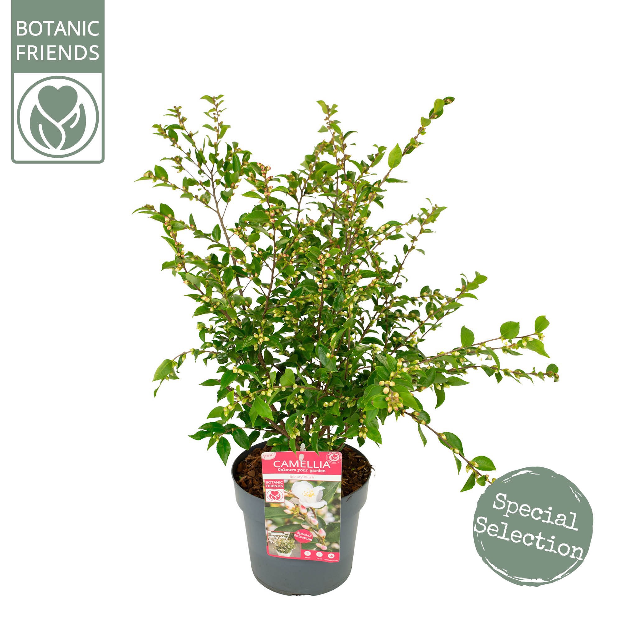 Camellia jap. 'Beauty Blush' PREMIUM