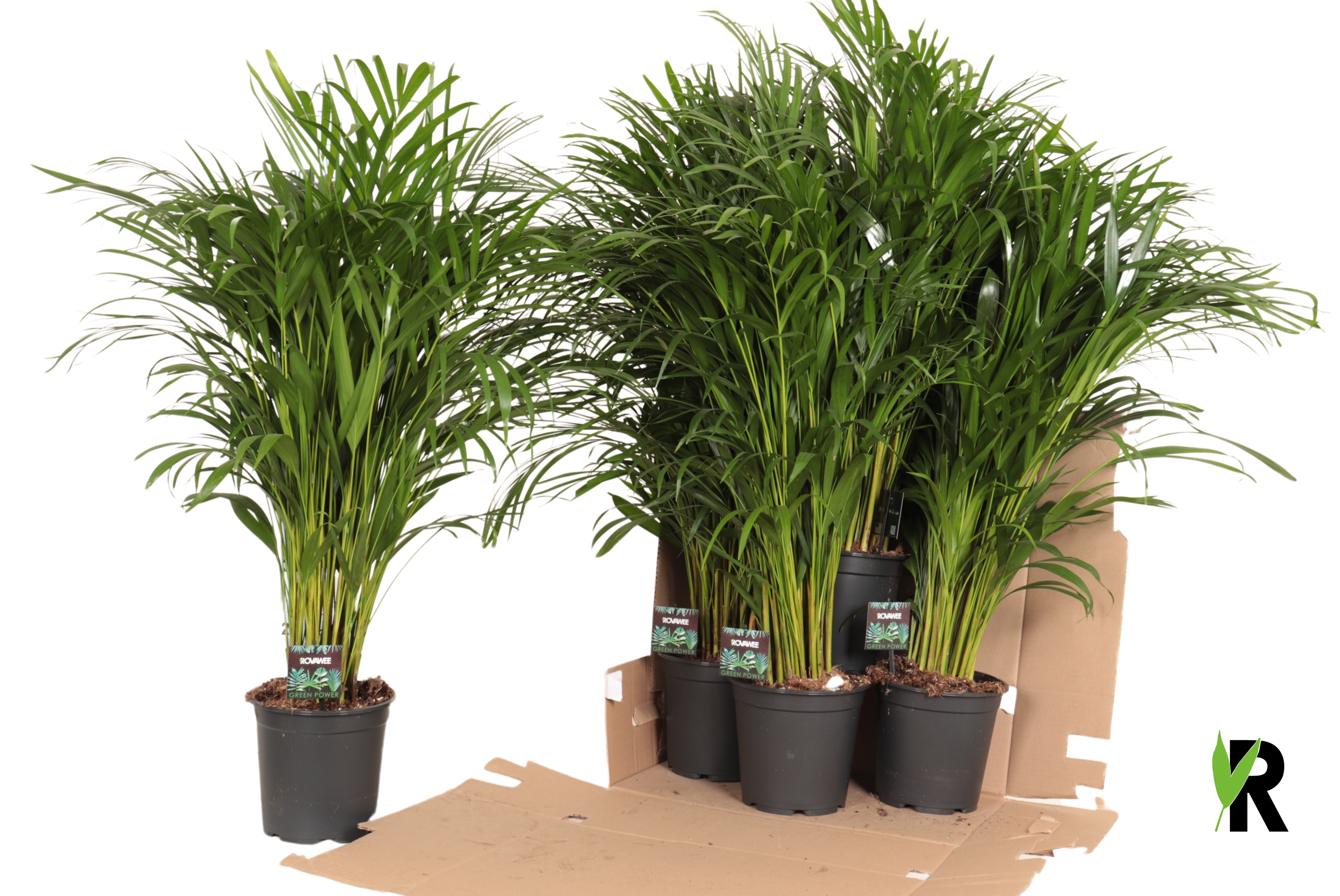 Dypsis lutescens in fust 352