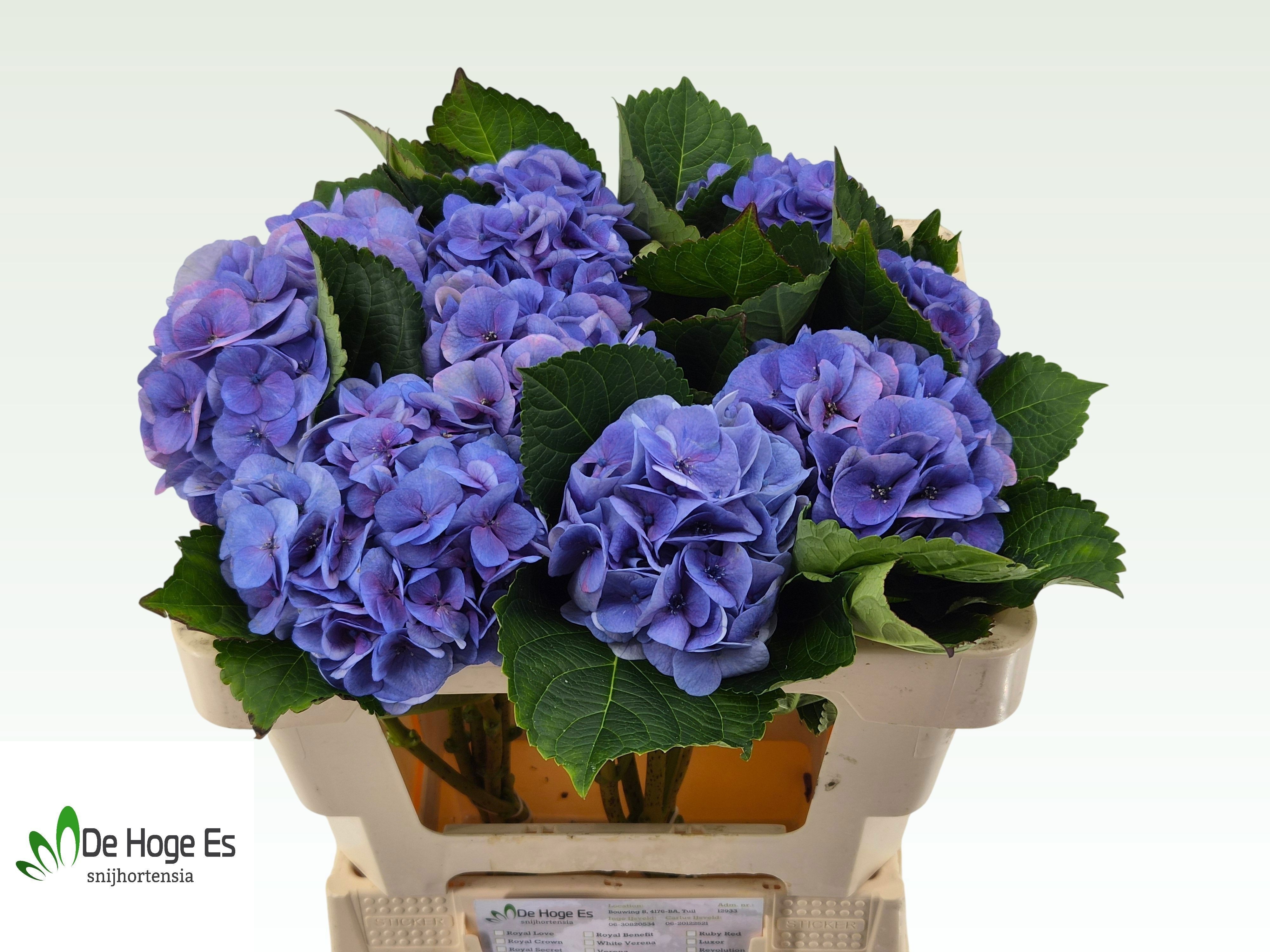 Hydrangea Royal Love B 50cm 11Ø