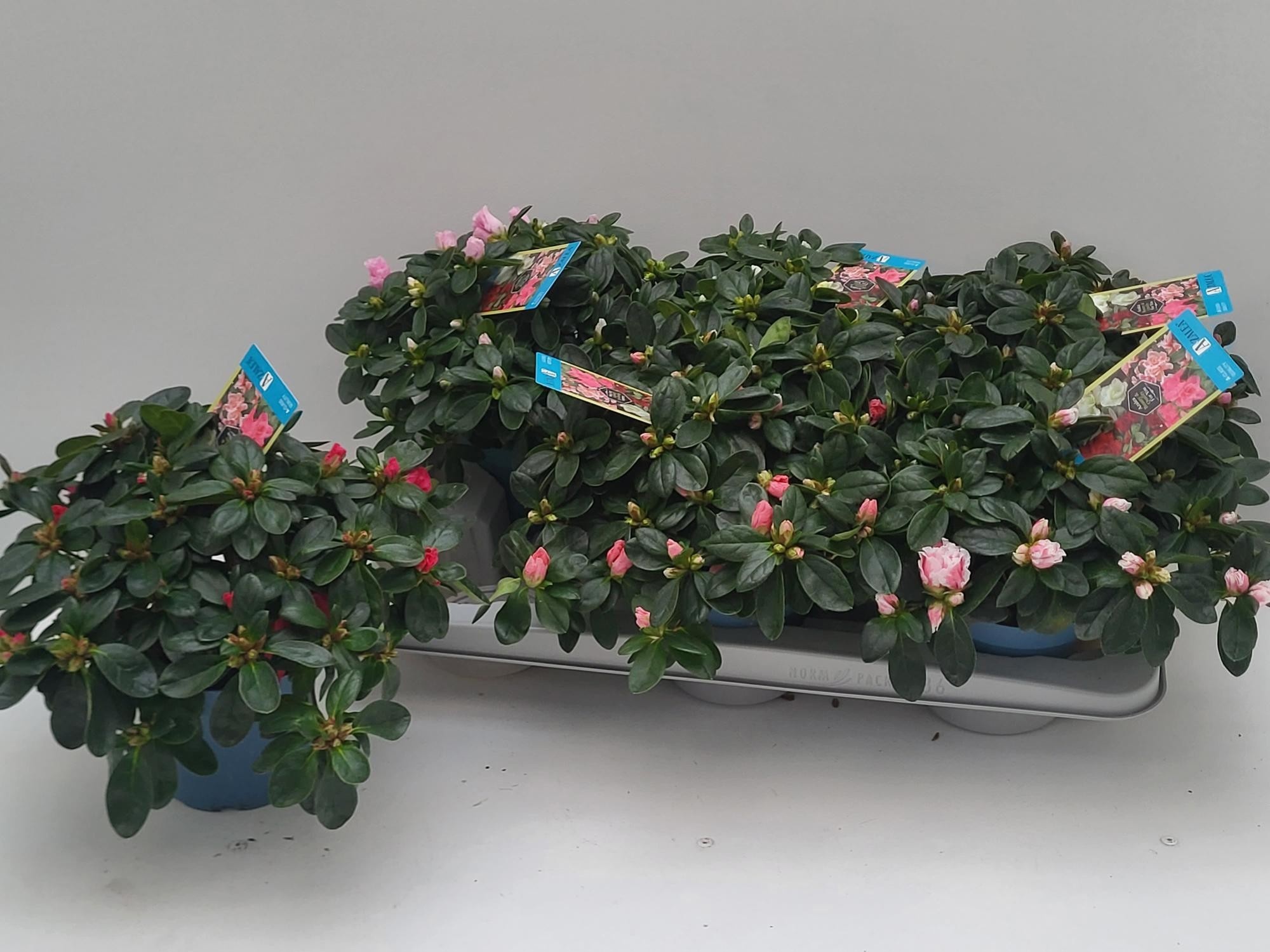 Rhodo Si V Gem 6 Srt 13Ø 25cm