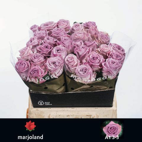 Rosa Nayeli! 40cm
