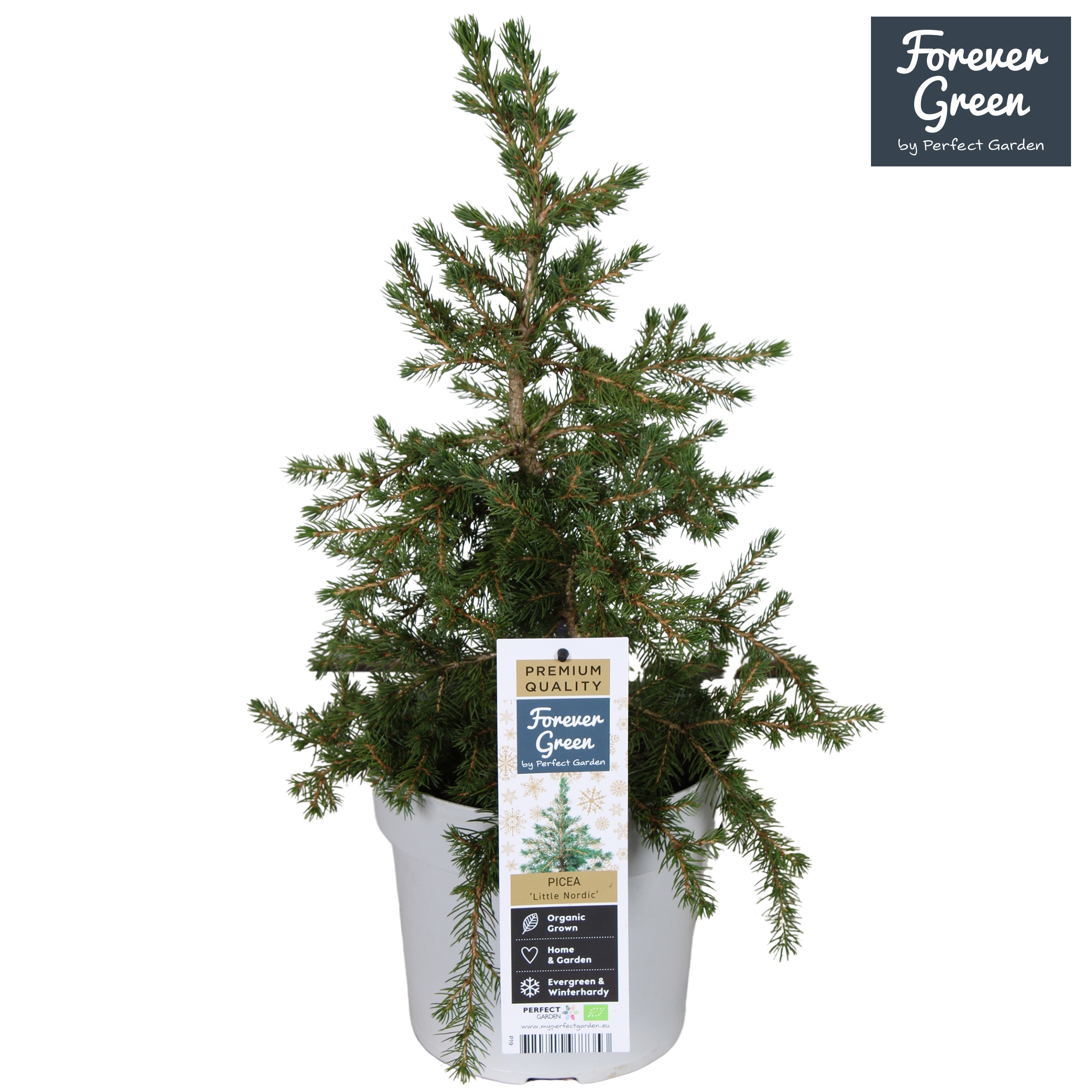 Picea glauca Little Nordic ('Klavercon'')