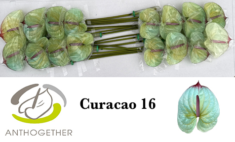 Anth A Klb 'curacao' H% 16