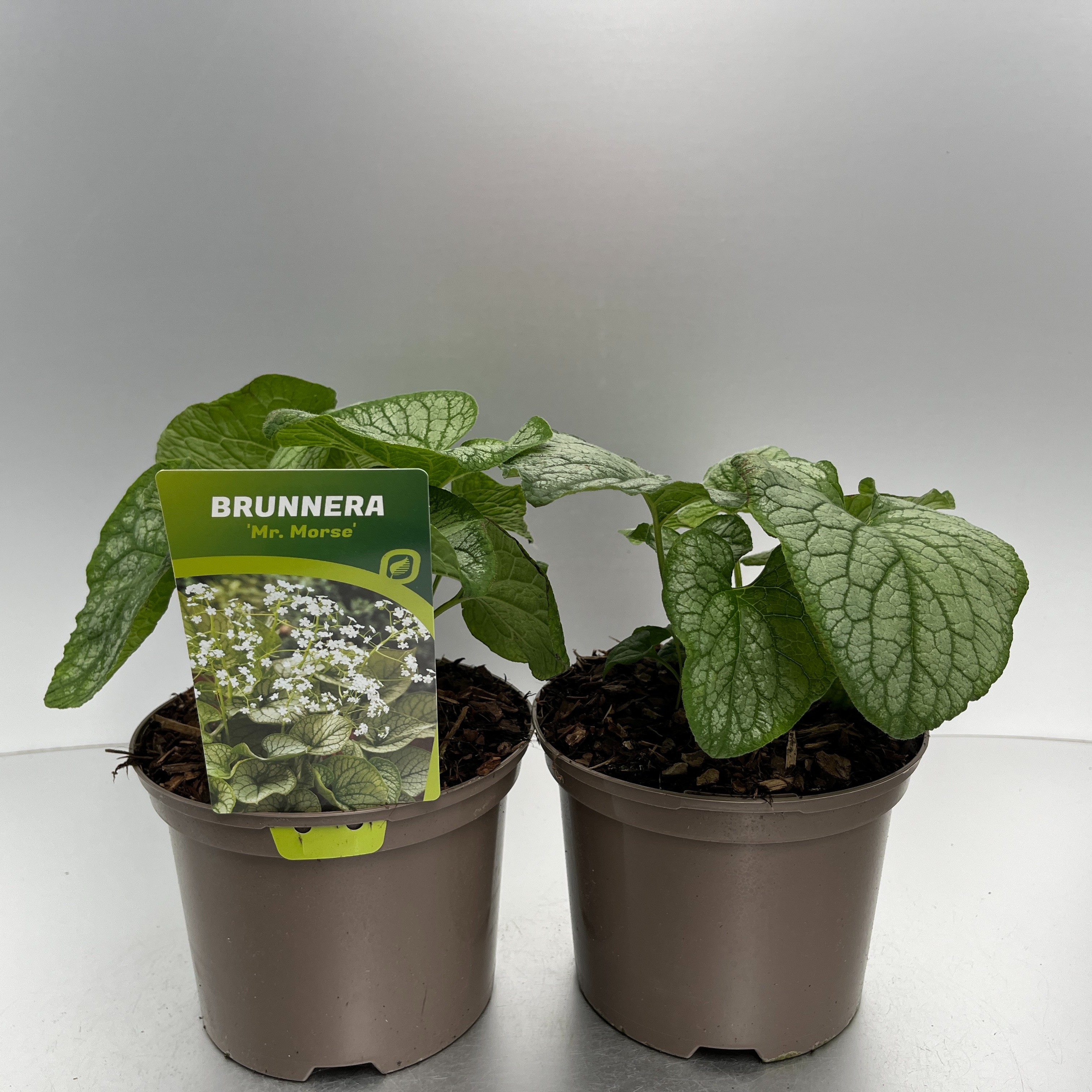 Picture of Brunnera macr. Mr. Morse P17 (2 Ltr)