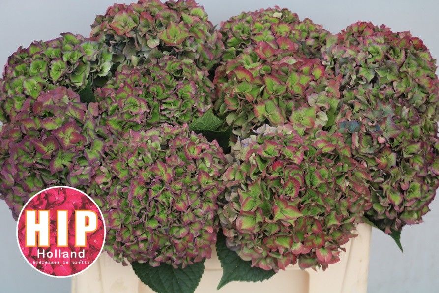 Hydrangea Rodeo Classic Pink 50cm 18Ø